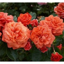 Rose Orangerie, Orange.  Mild fragrance, Floribunda, 4l Pot