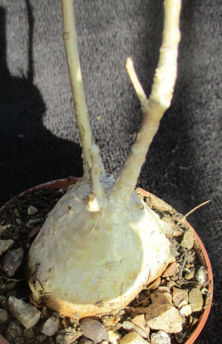 Ficus petiolaris rock fig - 'rock, fig'-