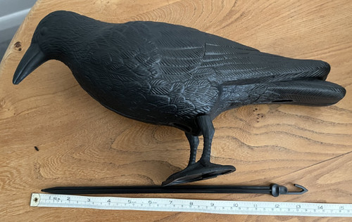 Life size crow - crow, raven