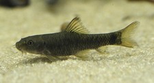 Pack garra rufa - garra,