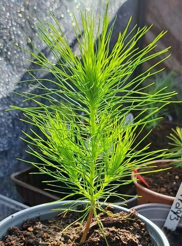 Pine hardy conifer seedlings - 3,