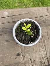 Rooted Chinese Elm Cutting Bonsai Material