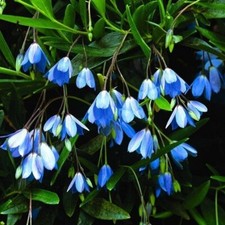 SOLLYA HETROPHYLA  BLUE