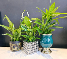 Live Peace Lily Large Indoor House Plant In Ceramic Flower Pot Purify The Air