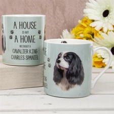 Cavalier King Charles Spaniel
