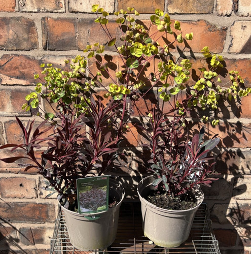Euphorbia martini miner - euphorbia, miner's