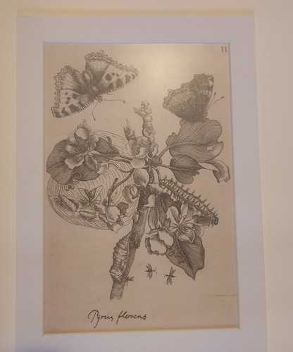 Mounted botanical print - mounted,