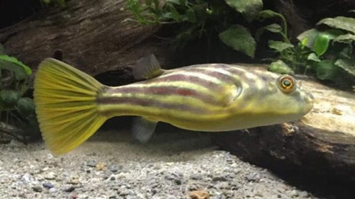 African fahaka puffer - african,