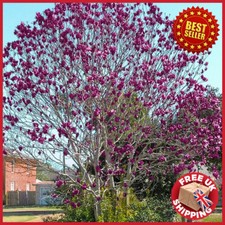 Magnolia Genie Purple Black