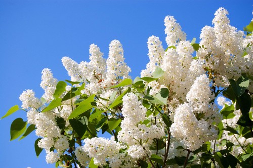 White tree lilac - tree,