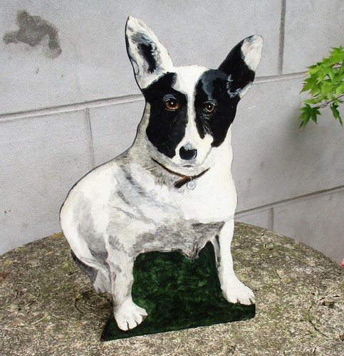 Unusual large terrier - unusual, dog
