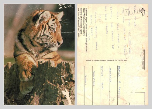 Vintage postcard siberian - postcard,