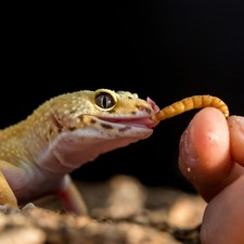 Live Mealworms - Grown Organic