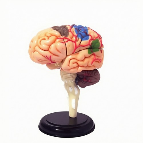 Brain anatomy model pvc - brain,