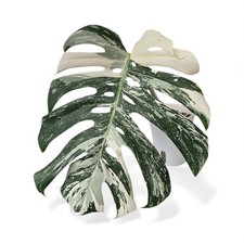 Rare! Monstera Deliciosa