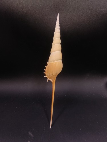 Tibia fusus shinbone - 9",