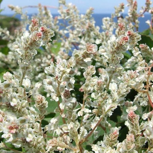 Fallopia baldschuanica tall - baldschuanica,