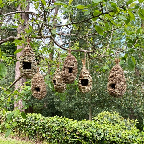 Bird nest nesting rooster - nest, pack