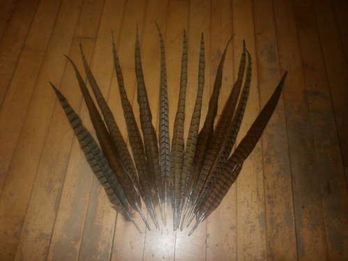 Cock pheasant tail - 12,