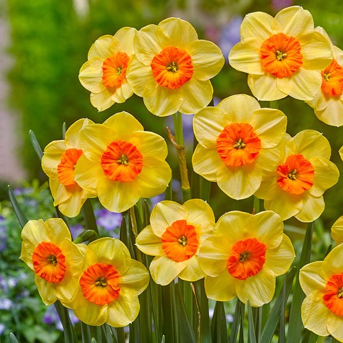 Mini daffodil kedron - mini,