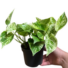 Marble Queen Pothos | Stunning