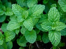 Herb – Peppermint (Mentha