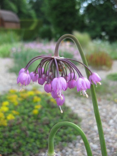 Beautiful purple allium - beautiful,