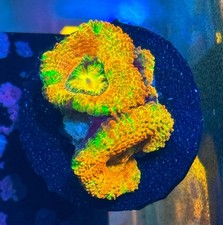 Orange Crush Rainbow Acan Lord