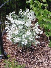 3 x Tree Stock plants, white flowering hardy perennial. Supplied in 7cm pots.