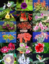 EXOTIC SINNINGIA MIX, rare