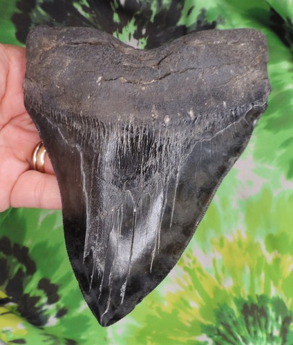 Megalodon sharks tooth - sharks, 6