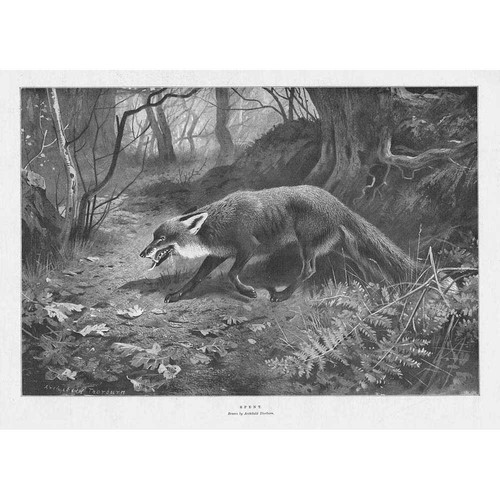 Archibald thorburn spent a - thorburn,