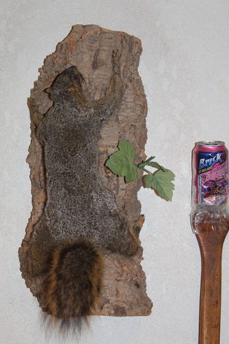 Taxidermy squirrel chipmunk - taxidermy,
