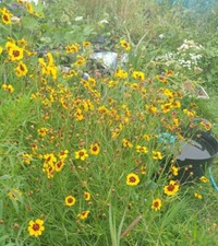 Coreopsis Bicolour, 200