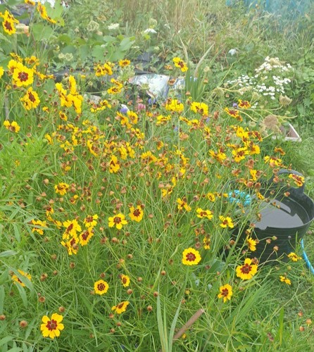 Coreopsis bicolour 200 - coreopsis,