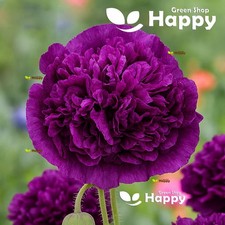 POPPY DOUBLE VIOLET BLUSH -