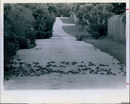 1969 cutler florida land - 1969, crabs