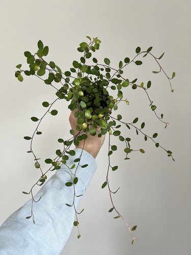 Maidenhair vine trailing - vine,