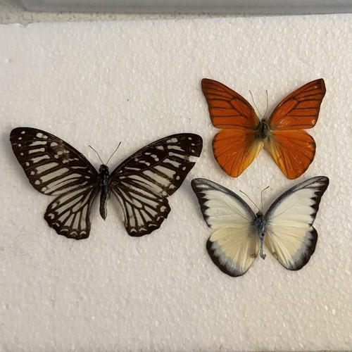 Entomology butterfly specimen - entomology,