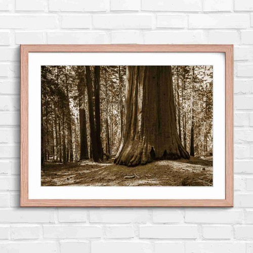 Massive redwood tree - tree, trunk