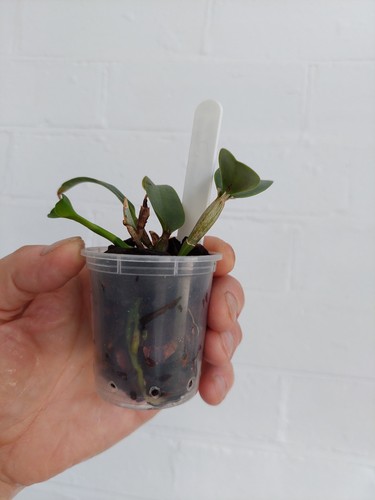 Orchid plant cattleya - orchid,