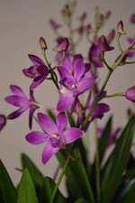 Dendrobium ‘Berry Oda’