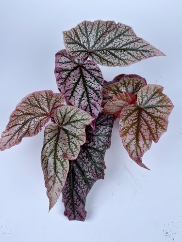 Begonia red berry pink - begonia, 'red
