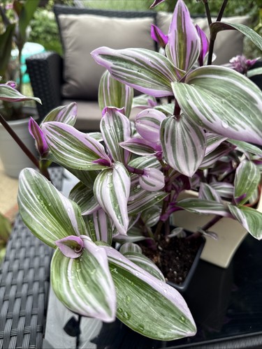 Tradescantia nanouk fresh - nanouk, 1