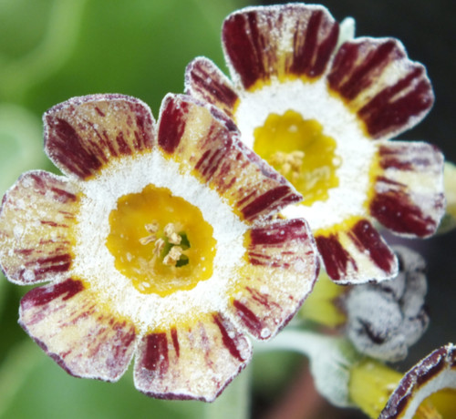 Primula auricula robin hood - primula,