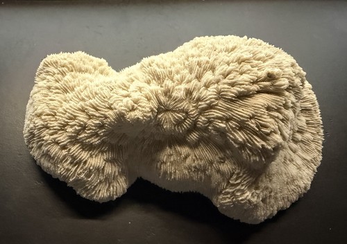 Large natural coral reef - large,