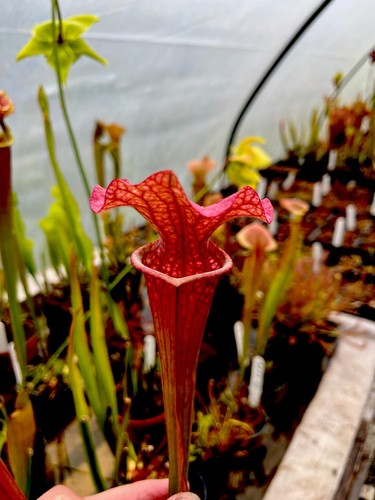 Sarracenia moorei red - sarracenia, red/pink
