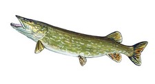 Northern Pike Vinyl Decal