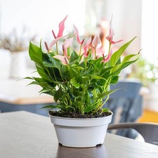 Anthurium 'Lilli' Houseplant