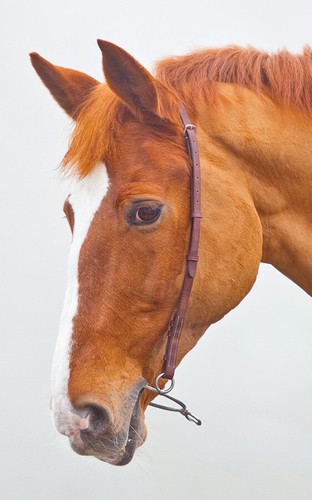 Shires blenheim chifney bit - blenheim,